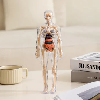 Clear Human Body Structure Model- 50% OFF