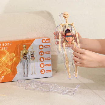 Clear Human Body Structure Model- 50% OFF